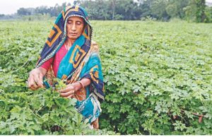 World Bank approves $120m to help Bangladesh improve food security