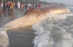 2 dead whales wash up on Cox’s Bazar shore in two days