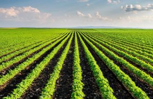 Farming for the future