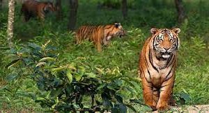 Tiger in India travels 100km in 4 months to reach Bangladesh