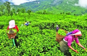 AL govt always trying to ensure better life to tea workers