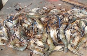 Khulna shrimp exports hit hard by Ukraine crisis