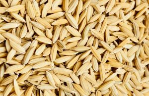Seed shortage worries Aman farmers in Southern region